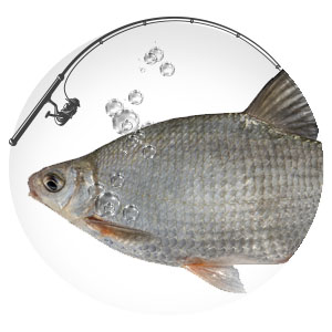 Montáž feeder