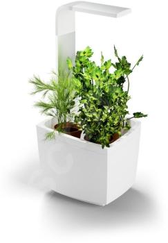 TREGREN T3 KITCHEN GARDEN, CHYTRY KVETINAC, BIELY, T3WEU
