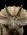 VERONESE TRICERATOPS