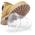 SENCOR SNB 4302 SS