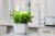 TREGREN T3 KITCHEN GARDEN, CHYTRY KVETINAC, BIELY, T3WEU