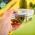 KLARSTEIN STVORCOVE SKLENENE DOZY, 800 ML, 620 ML, 320 ML, S VRCHNAKOM, VZDUCHOTESNE, 10038294