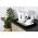 ADLER AD 1371 SEDA