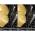 ELECTROLUX EEZ69410W