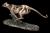 VERONESE GEPARD BEZIACI
