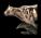 VERONESE GEPARD BEZIACI