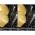 ELECTROLUX EEG63410L