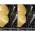 ELECTROLUX EEG67415L