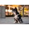 CURLI Postroj pre psov so sponou Air-Mesh Skyblue 2XS,  2-4 kg