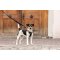 CURLI Nastaviteľné vodítko pre psov Nylon Black M 200x1,5cm