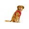 CURLI Postroj pre psov so sponou Softshell Red XL, 12-18 kg