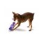 PETSAFE TUG-A-JUG X-SMALL